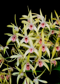 Dendrobium Regal Vista Margaret Scott AM/AOS 80 pts.